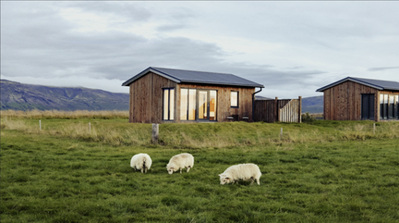 Three sheep grazing in a field, with wooden houses and natural landscape in the background. 